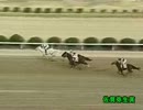第1回佐賀弥生賞(B2-1組) マイネルポンピオン