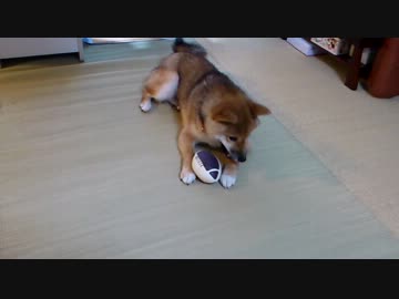 柴犬　はな　新しいおもちゃに…。