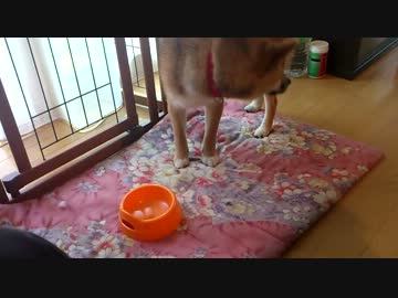柴犬　はな　氷に…。