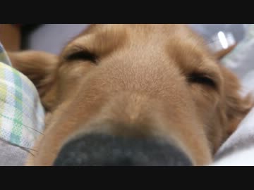 眠たいのにカメラを向けられて眠れない