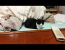 子猫がうちにきたよ【7.5日目】