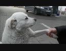 何度も何度でも・・・お手とおかわりを繰り返す犬【ロシア】