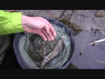 ヤマメが釣りたくなって・・・今年初ヤマメ編