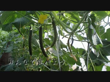 「きゅうりのうた」アコギでロックしてみた