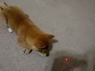 柴犬 VS. レーザーポインター