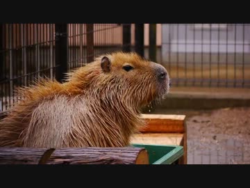 須坂市動物園 カピバラ温泉「華の湯」