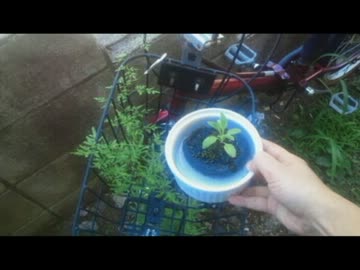 【悪魔のツイッター】世界一愛された雑草のお話４【まとめ】