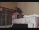 名前を呼んでみた（マイハウス→飼い主）.mpg
