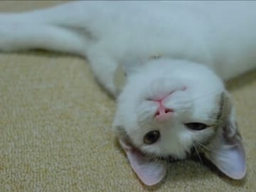 拾った猫が１歳になった記念に写真をまとめました