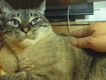 元野良猫ジャンくんをナデナデ パパのわずかな進歩