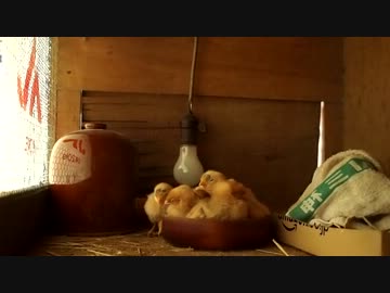 ひよこまんじゅう