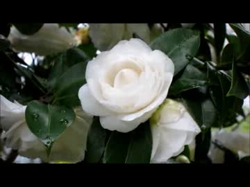 春の花が咲きました