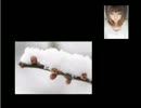 歌ってみた♪　雪の華　【ナミ】