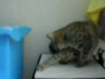 拾いねこ＠生後257/224日目　ふぅ、残念感が抜けない・・ｗ