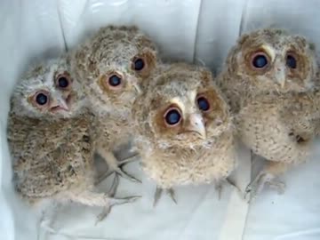 子梟（フクロウ）のつぶらな瞳を堪能する動画