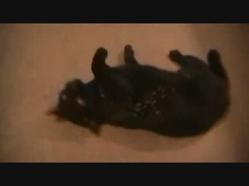 黒猫がマタタビを初体験(/ω＼)♥【うれしはずかし】