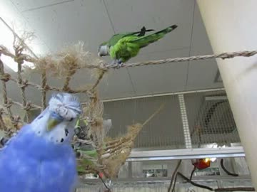 とり村で遊ぶインコさん達