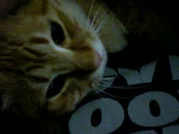 拾いねこ＠生後258/225日目　月音の茶色部分どんどん増えてますね