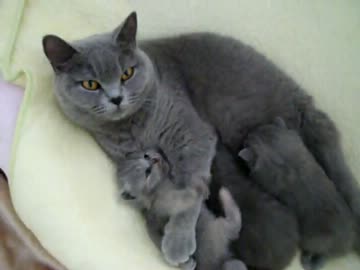 おっぱい吸われてる母猫が、本能に逆らえず猫じゃらしに反応してしまう