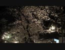 靖國神社 夜桜