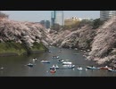 千鳥ヶ淵 桜