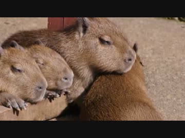 日立市かみね動物園に４つ子のカピバラの赤ちゃん誕生