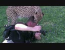チーターに接近して撮影していたカメラマンが頭を・・・