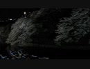 千鳥ヶ淵 夜桜