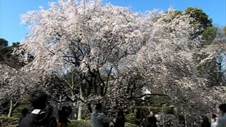 六義園 桜