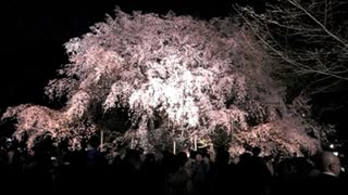 六義園 夜桜