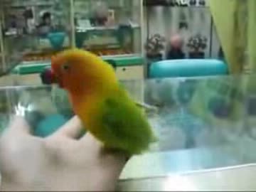 激しくあえいで、腰をグラインドさせるかわい子ちゃん