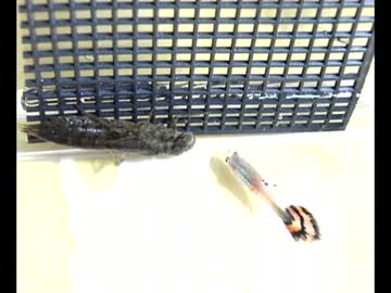 Dragonfly larvae eating guppy