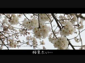 きまぐれツーリング～桜見たい編～