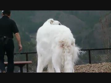 フクちゃんとボルゾイ