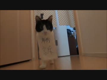 裁判所から猫が出てくる時の例のアレ