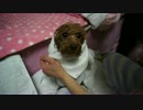 お風呂上りのモコちゃんは濡れネズミのようだｗ