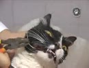 海外の獣医