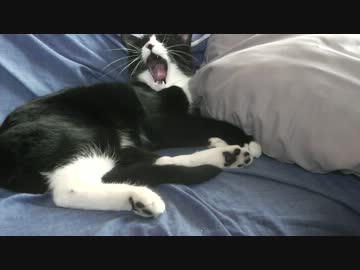 こんなに無防備に甘えるネコを放っておけようか？【前編】