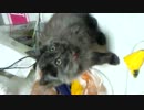 ゴソゴソにゃんにゃん