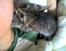 雷を怖がる猫