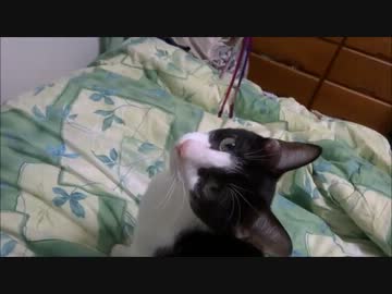 エアー猫じゃらし