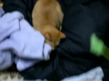 拾いねこ＠生後261/228目　つちのこアコにょん