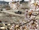 「花は咲く」をマンドリンで。