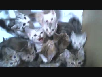 ご飯待ちの子猫の大合唱