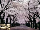 AKB48「So long !」をマンドリンで。