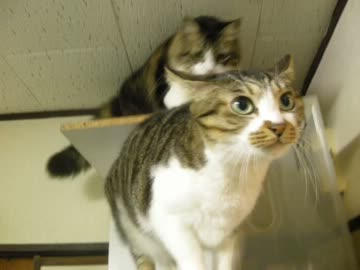 つっぱしる猫その７１ サイコフレーム搭載