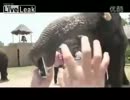 Help! Elephant ate my iphone.