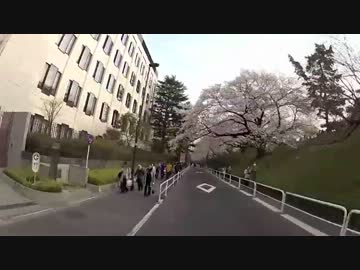 バイクで東京の桜を見に行く。