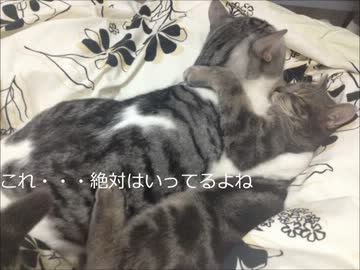 ツンギレのうちの猫たちがめっちゃエッチな体勢で寝てる