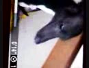 フェリス発作　３／３